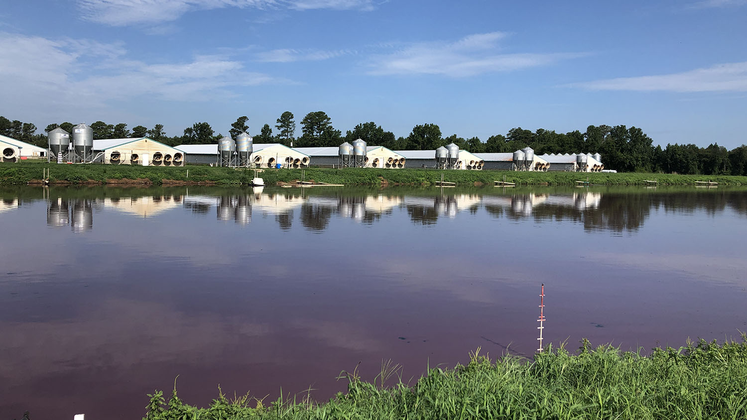 Factory Pig Farms Lagoons