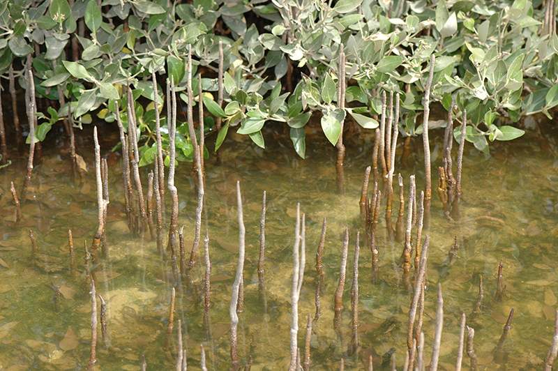 A field photo showing mangrove roots