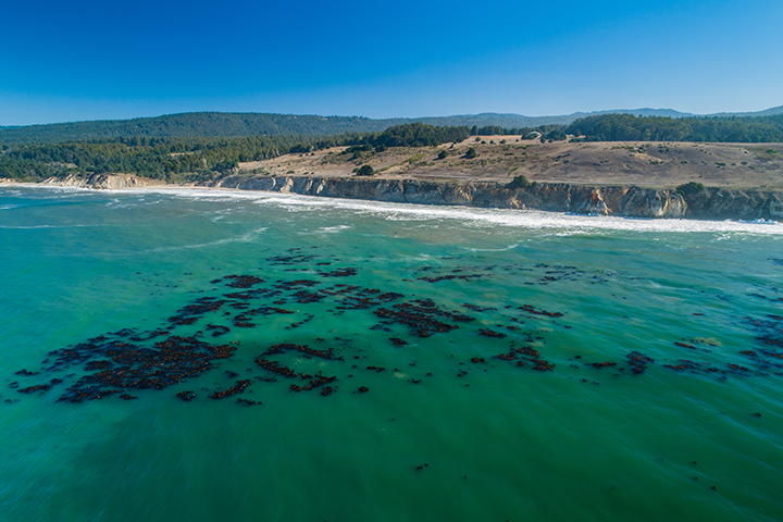 Kelp, photo by Ralph Pace