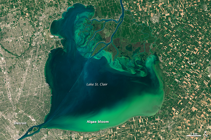 2015 Lake St. Clair algal bloom