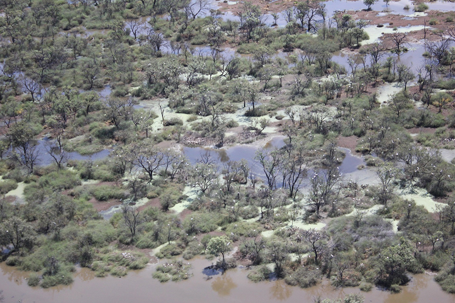 Ibis and egret colony in the Yantabulla Swamp, Australia