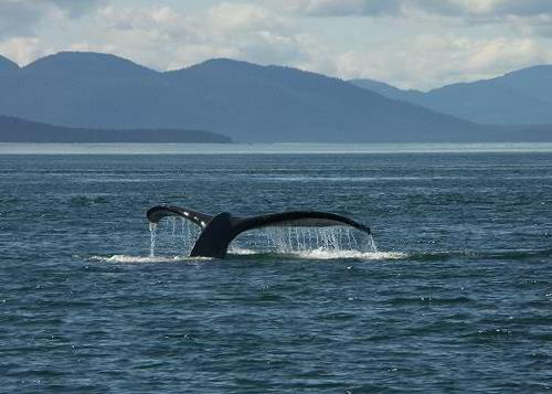 Humpback whale tail in Glacier Bay