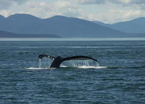 Whale 68: Articulation Phase I - Glacier Bay National Park