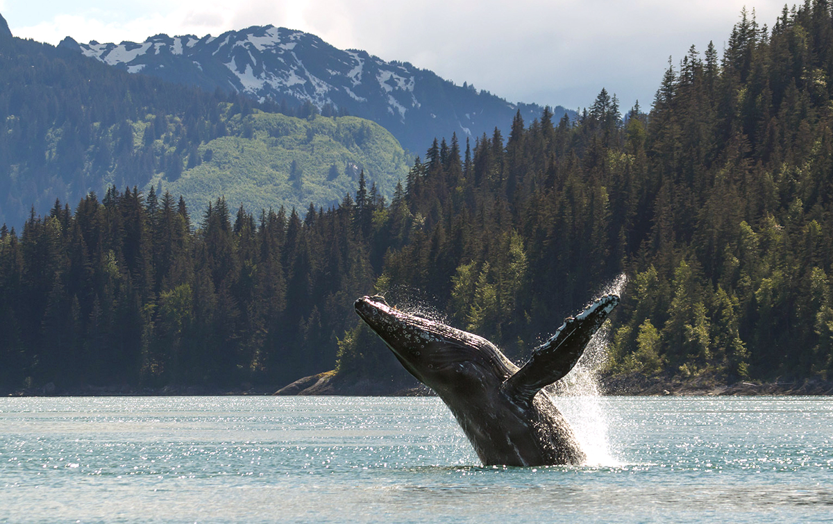 humpback whale in Glacier Bay National Park and Preserve