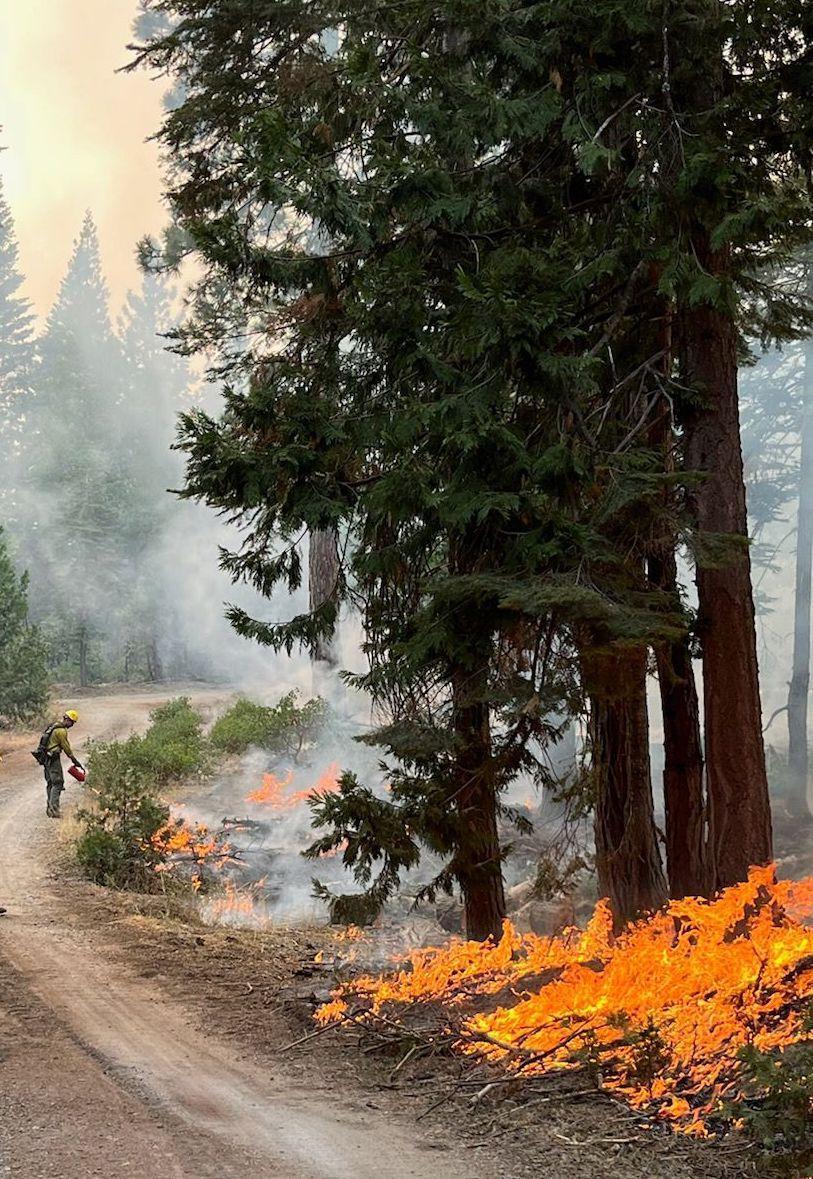 A firefighter (photo left) conducts a defensive firing operation on the North Side of the Mosquito fire on Sept. 14, 2022. Tall conifers and burning ground cover can be seen on the image right and foreground.