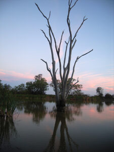 Gingham Waterhole, Gwydir Welands at sunset. A dead tree is reflected in the water with a blue-purple sky behind it.