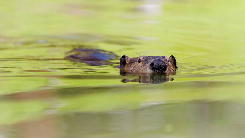 A beaver head and body just above a body of water that looks green.