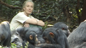 Jane Goodall sits with arms over knees next to a group of chimps.