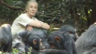 Joining Jane Goodall in Conserving Chimpanzee Habitats | Landsat Science