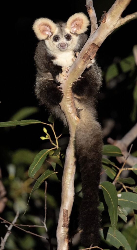 A greater glider holds onto a tree branch. Its large fluffy pink ears and long furry tail make it very distinctive (and cute).