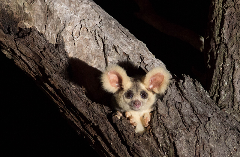 A greater glider peaks out of a tree hollow. It has large fury pink ears, dark black circular eyes, and a button-nose on the grey fur of its face. Its chest is white. Photo credit: Josh Bowell