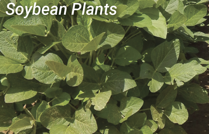 Soybean Plant