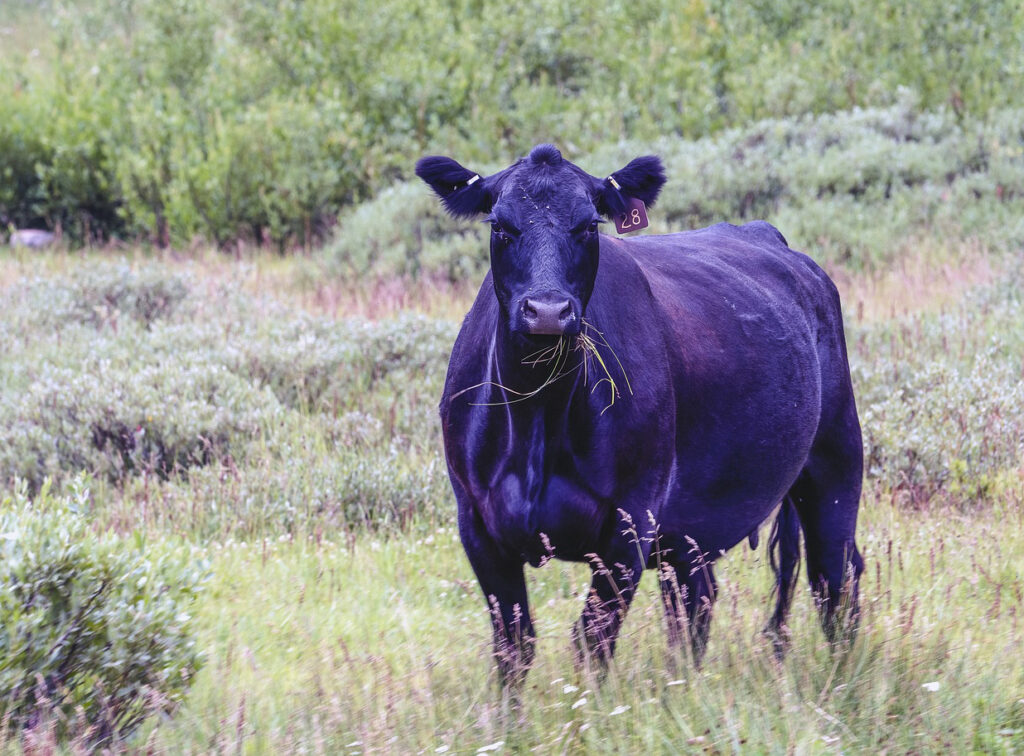 A black cow stands in a green pasture eating grass.