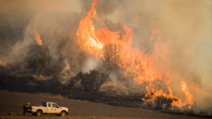 California’s 2017 Thomas Fire (shown) was included in a new analysis of more than 1,500 wildland fires teasing out how drought and fire combine to affect western U.S. lands.