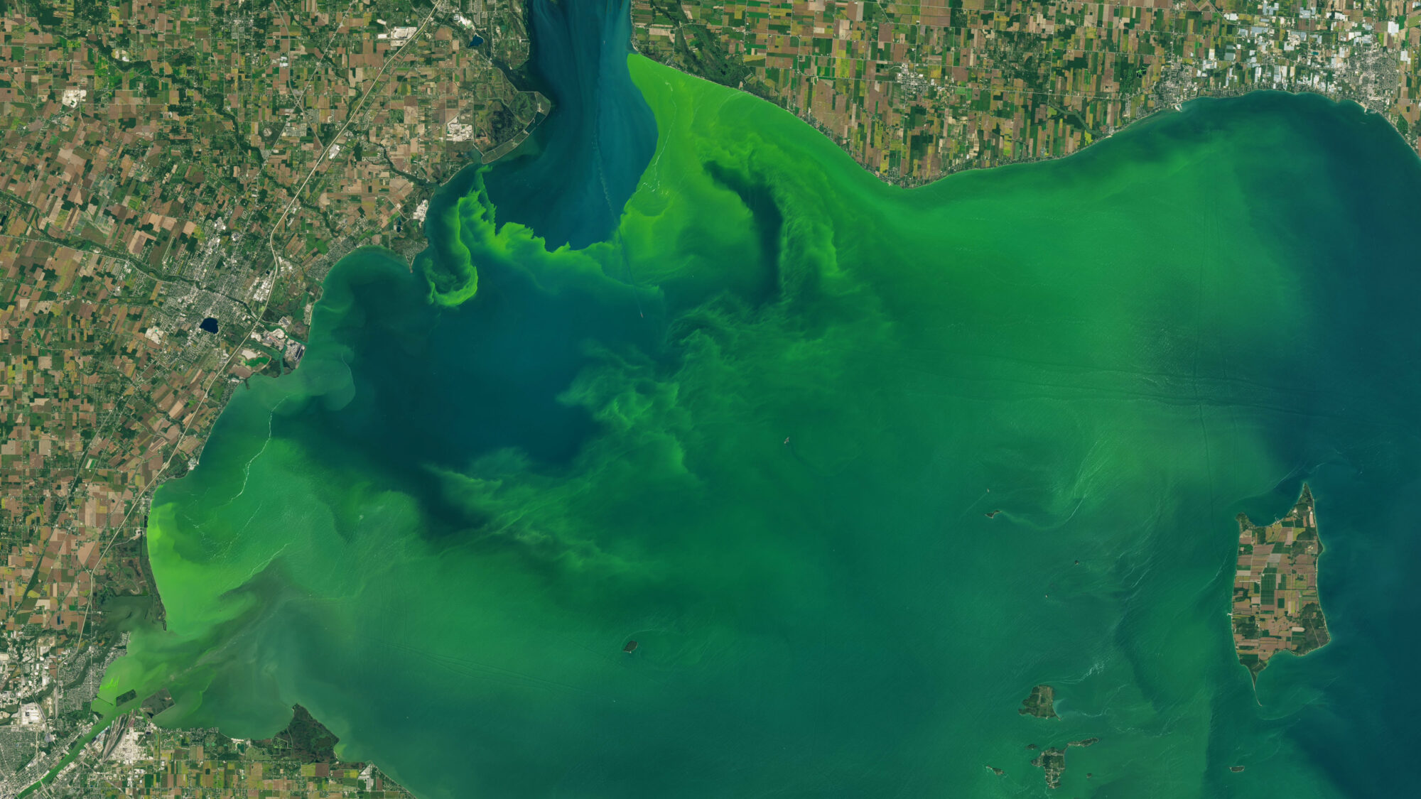 Natural-color Landsat 8 image of an algae bloom in Lake Erie. The bloom appears green and contrasts with blue water.