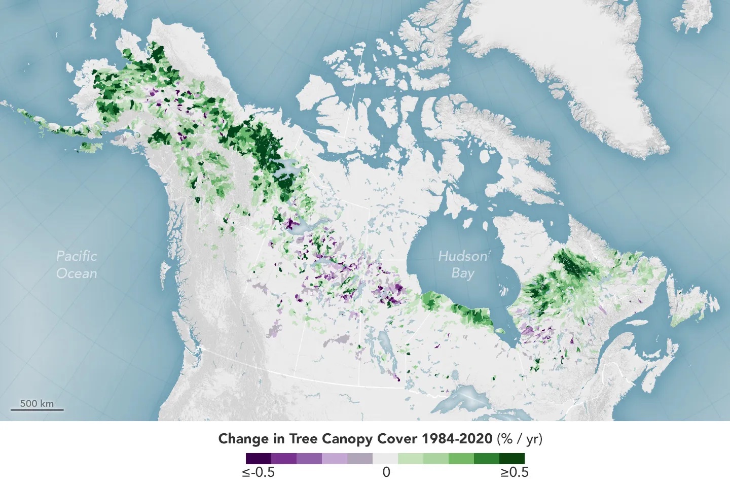 Data from the study depicted on a map of Alaska and Northern Canada highlighting the change in tree canopy cover extending into transitional landscapes. In boreal North America, the largest increases in canopy cover (dark green) have occurred in transitional tundra landscapes. These landscapes are found along the cold, northern extent of the study area and have historically supported mostly shrubs, mosses, and grasses. Credit: NASA Earth Observatory/Wanmei Liang