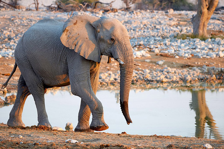 African elephant by a watering hole.