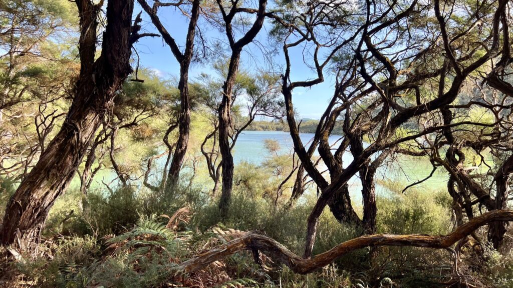 Waiotapu Scenic Reserve in New Zealand