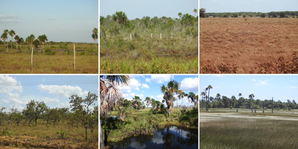 Collage of six photos of non-forest vegetation types observed in the state of Roraima, Brazil