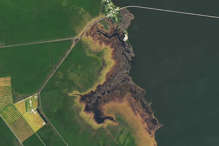 Ghost Forests Creep Into North Carolina Bald cypress and other trees are becoming pale, leafless snags as storms, droughts, and sea level rise kill off coastal forests.