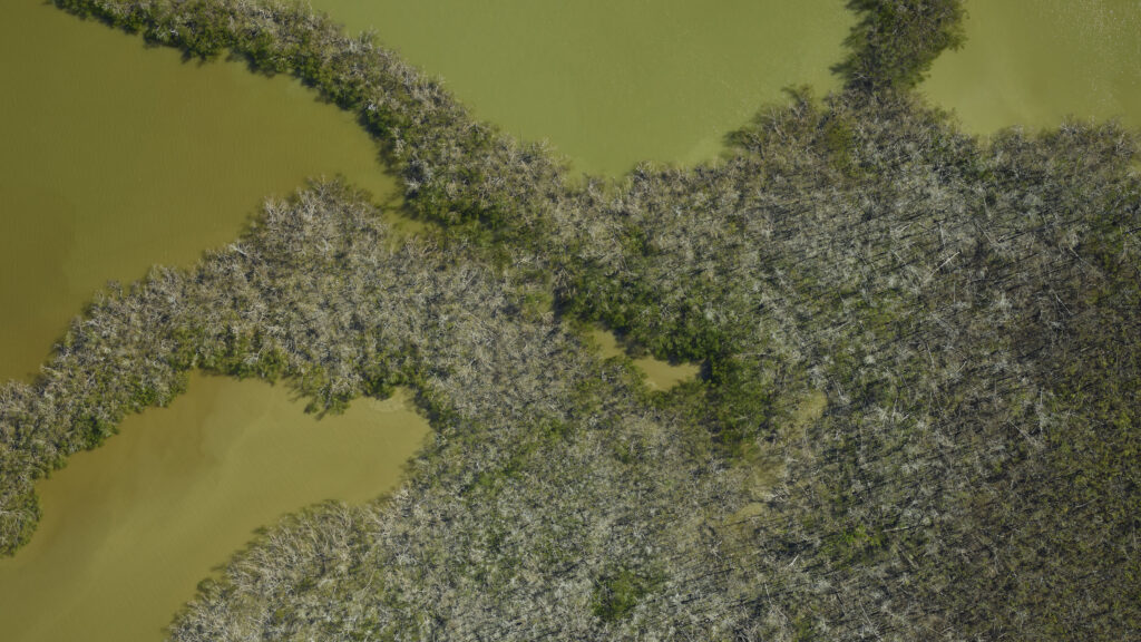 acquired by the G-LiHT (Goddard Lidar, Hyperspectral and Thermal Imager), shows mangroves in southern Florida damaged by Hurricane Irma.