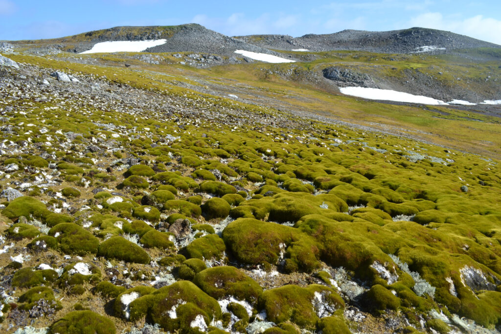 Greener Antarctic Peninsula