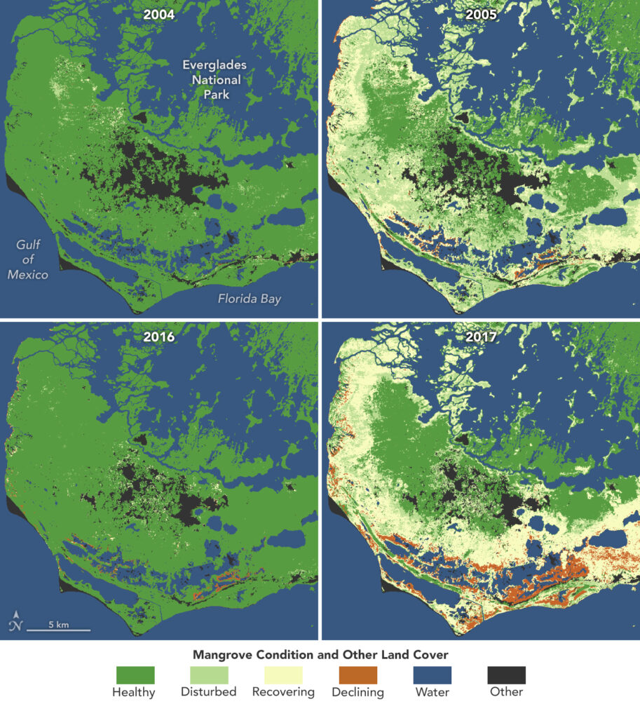 Map showing mangrove condition before and after two different hurricanes in southern Florida. On the top left is a map that shows healthy mangroves in 2004. On the top right shows mangroves recovering after a hurricane in 2005. On the bottom left is a map that shows healthy mangroves in 2016. On the bottom right is a map of mangrove condition in 2017 in which far more mangroves are disturbed, recovering or declining.