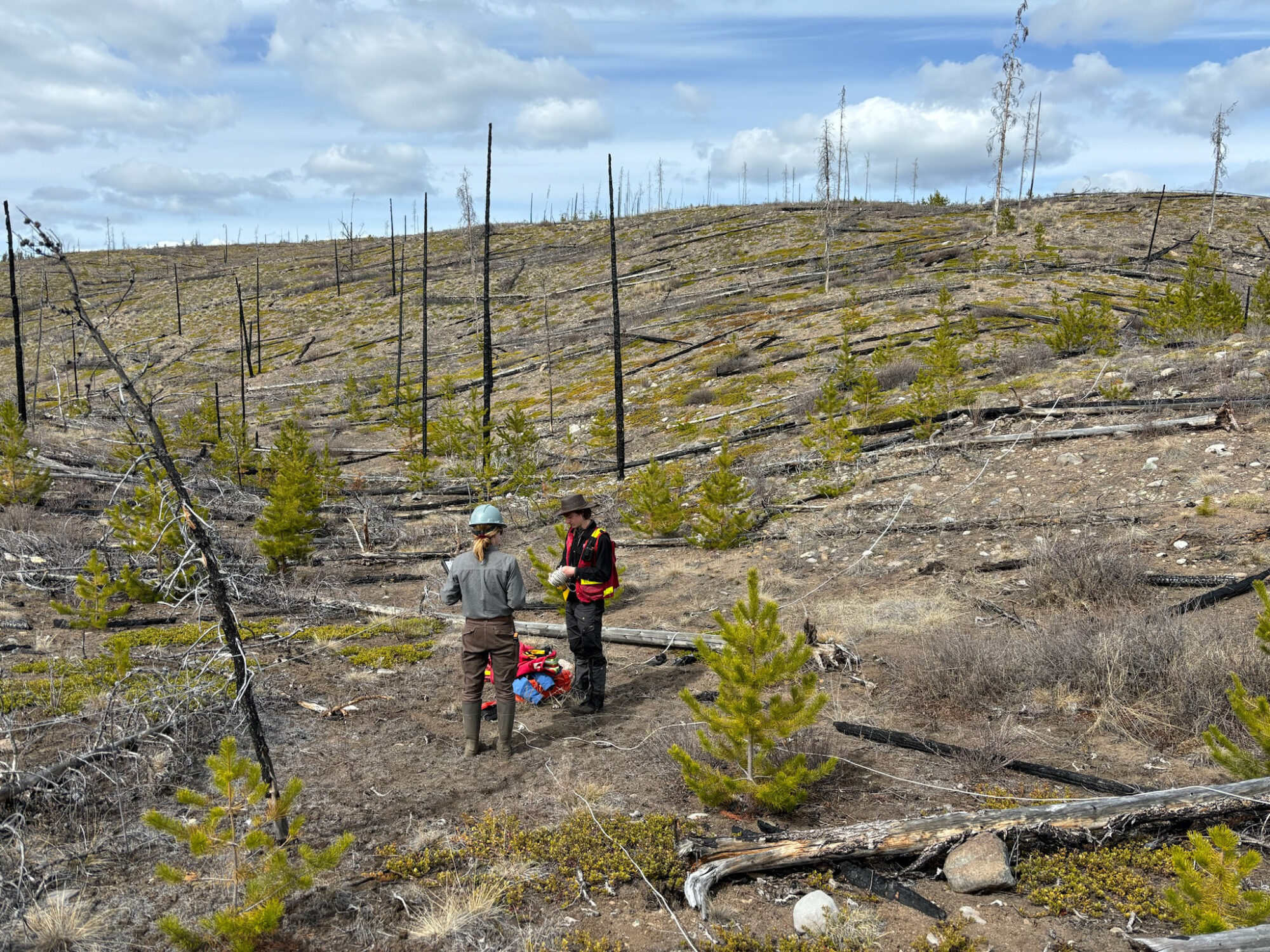 Two researchers standing in a forest in British Columbia after a wildfire. There are burned trees on the landscape and short vegetation.