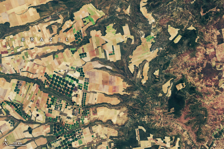 A satellite image of part of the Brazilian Cerrado from June 2024 shows light brown agricultural land amid areas of green vegetated land and irrigated farmland. Compared to the 2000 image, brown areas cover more of the image.