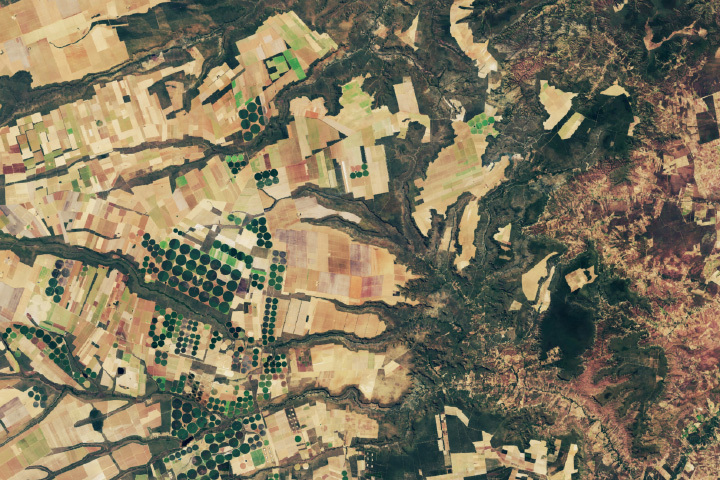 Spotting Disruptions to Earth’s Vegetation Using NASA data, researchers can track vegetation changes around the planet, not just in forests but also in grasslands and savannas like the Brazilian Cerrado.