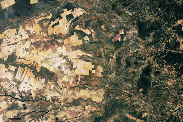 A satellite image of part of the Brazilian Cerrado from June 2000 shows light brown agricultural land amid areas of green vegetated land.