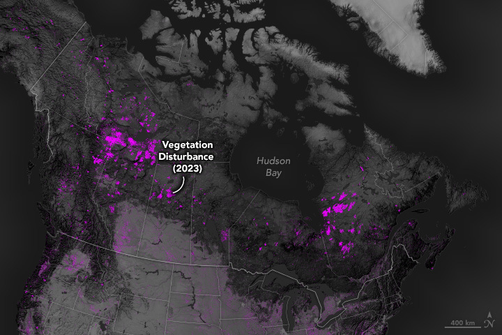 Patches of purple across Canada show where vegetation disturbances were detected in 2023.