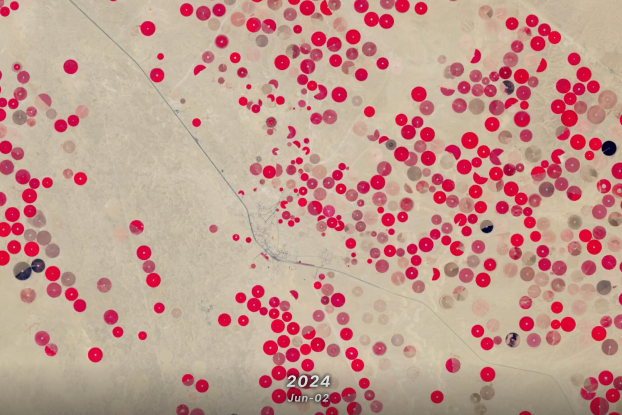 Agriculture in Saudia Arabia. Healthy plants appear bright red, whereas stressed vegetation appears grey or black. Vegetation appears in circular crop fields against a beige background.