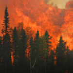 photo of forest fire