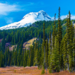photo of forest and snowy mountain