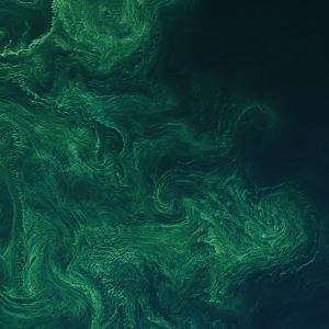 A Landsat satellite image of green phytoplankton swirling on a dark blue ocean backdrop