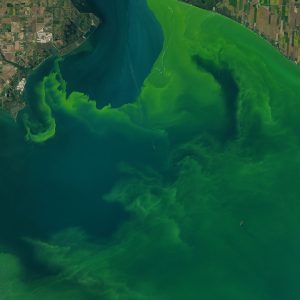 A Landsat satellite image of Lake Erie experience light and dark green blooms of phytoplankton swirling around the image.