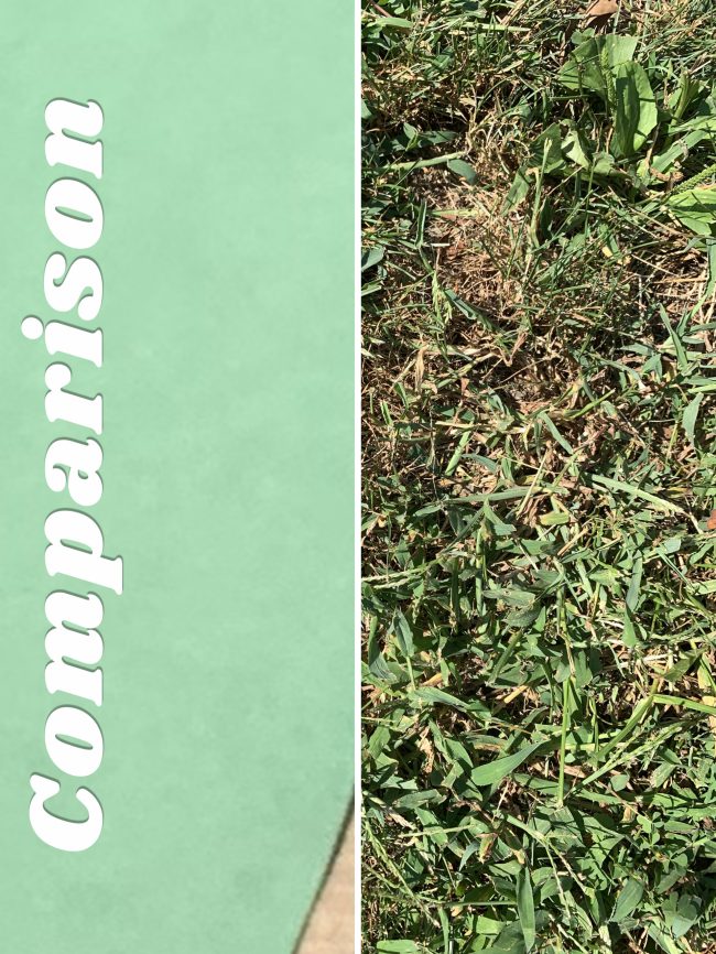 Green grass and green construction paper comparison 9/3/2023